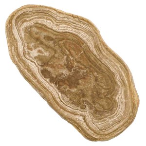 Tranche stromatolithe fossile polie